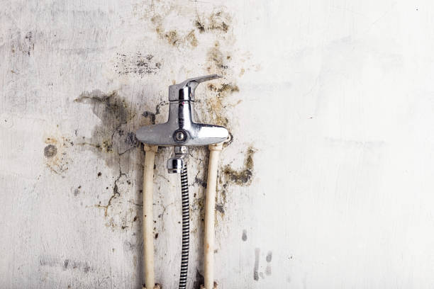 Office Mold Removal Services in Bonifay, FL