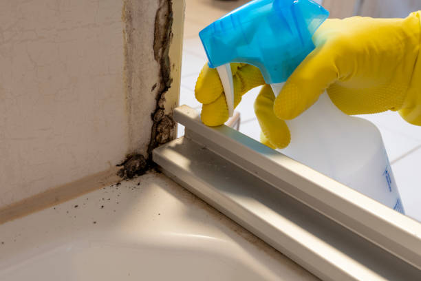 Best Mold Damage Repair  in Bonifay, FL